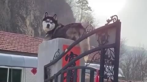 Siberian Husky thinks he is a Cat!.mp4