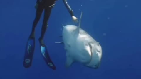 This Tiger Shark TRUSTS she 🦈💙🙏🏽