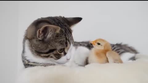 Cats play with a little chicken 2021