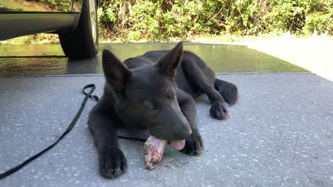 Puppy Eats Turkey Neck | ASMR