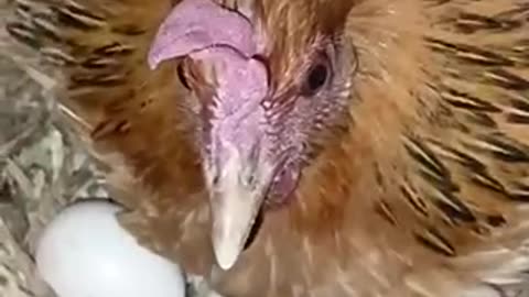 Amazing chicken 🐓