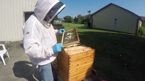 August 23 2024 Swarm HIve Inspection Part II