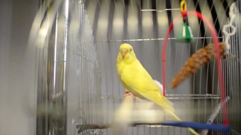 Yellow parrot sits in a cage