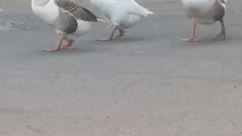 Duck family is out for a walk