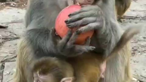 Animal 5: monkeys eat apples