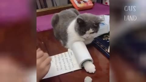 OMG So Cute - Cats, Best Funny Cats Videos 2021