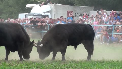 Rocky vs Ringo korida kod djanga zimca visoko