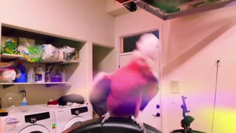 WORLD BEST DANCING PARROT_ Rose Breasted Cockatoo Rocks Out To Rave Music