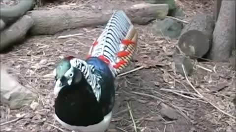 Watch a group of rare and exotic beautiful birds with beautiful music