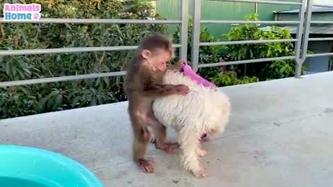 BIBI OBEDIENT HELPS DAD TAKE CARE OF AMEE DOG