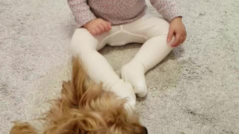 baby talks to yorkie