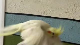 Cockatiel Wing Exercise