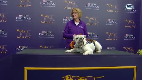 Rudy the Bulldog crush the 2019 WKC Masters Agility course