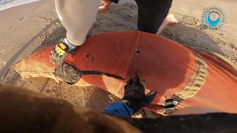 Big Seal RESCUED from 45 strands of fishing line