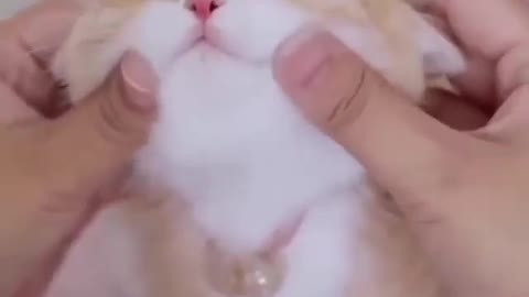 Cute cat getting torcher by owner