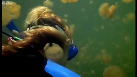 Snorkling with Golden Jellyfish | Pacific Abyss | BBC Earth