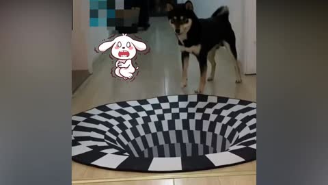 How dogs reacts with illusions | Cute pet dogs | Cute Rugs | Illusion with dogs | Pet dogs