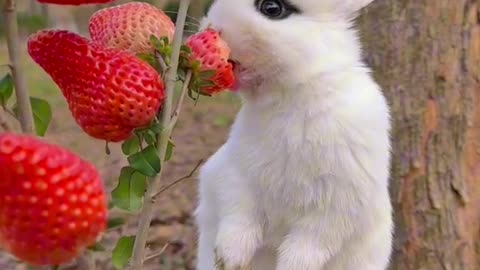 Cute rabbit