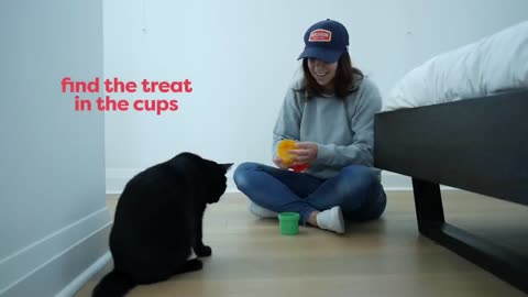 Teach your Cat by 25+ Tricks