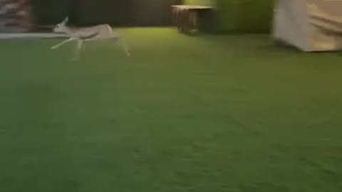 Bambi corre e pula