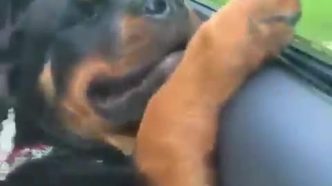 Have you ever seen a happier rottweiler puppy _weary.mp4