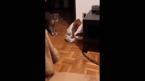 Cute cats funny moments.