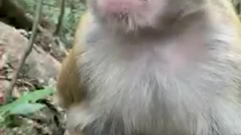 󰟝 🐒 2023🐒 #reels #monkeys #monkey #animals #fbreels #reelsfb #virals #babymonkey #cutebabymonkey # #