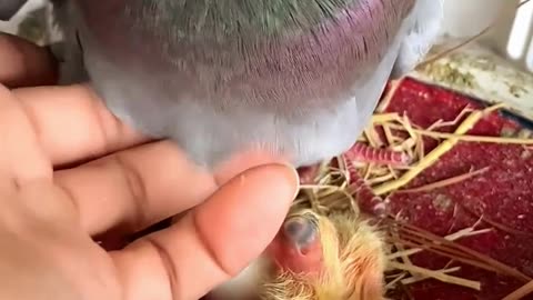 Love bird and pigeon 👁pigeon love #love birds pigeon #pigeon #pigeon bird #pet pigeon