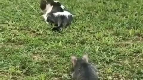 The awesomeness of terrifying a kitten for an adult cat