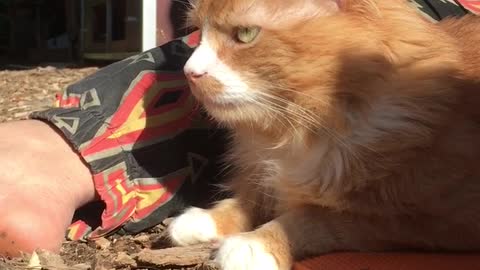 Orange cat growls at owner while sitting outside