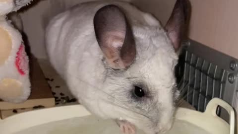 Chinchilla Likes Ice