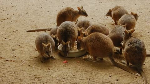 Cute kangaroo babies eat together