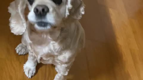 A cute puppy calmly waiting for a snack, Cocker Spaniel