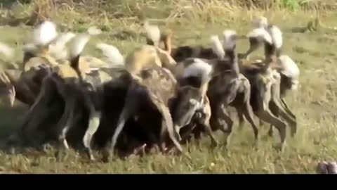 The Law of the Jungle - Wild Dogs Hunting Antelope