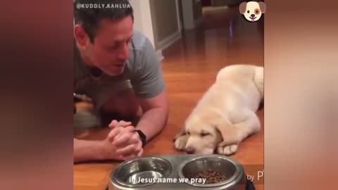 Cute Labrador Puppy Knows How To Pray Before Eating ❤