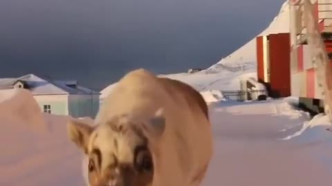 Reindeer saying Hello on Svalbard, Norway