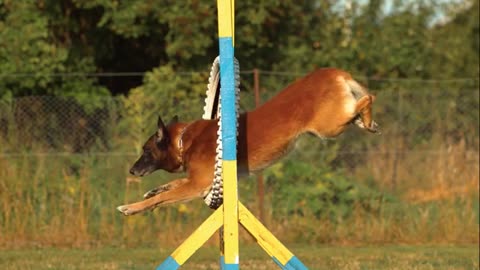 Dog stock footage/pet