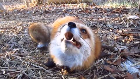 Adorable Baby Fox Pups Playing