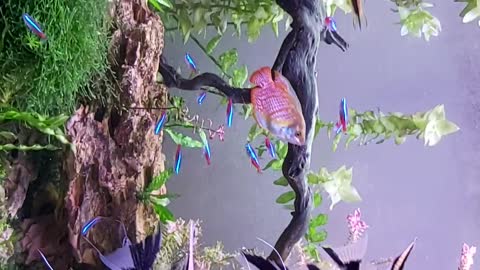 Fishes in Fish Tank