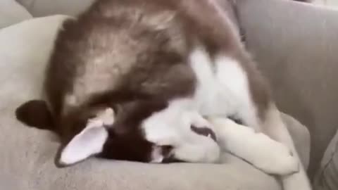 huskies are DRAMATIC #funnyhusky #funnydogs2022 #funnyhuskytiktok #cutehusky