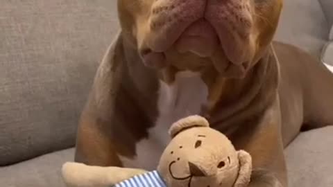 😂 Super Funny Dog Will Make You Laugh All Day