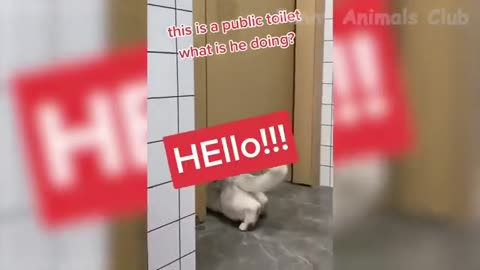 Tik-tok Cute Funny Animals