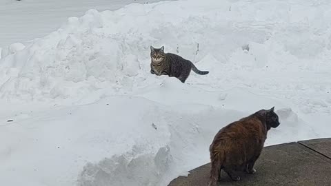 Oliver playing in the snow