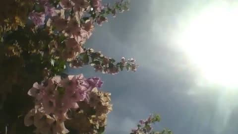 Spring flowers are warmed by a great summer sun! [Nature & Animals]