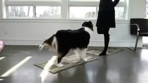 Dog Is Doing Yoga With His Owner | The Yoga Dog