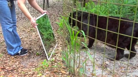 A black panther touches the mirror with his paws