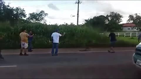 Traffic halts as Giant Anaconda Crosses Road in Brazil; Video Goes Viral || GoViral