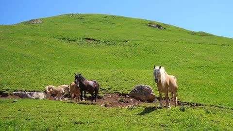 Beautiful horse in the green spring