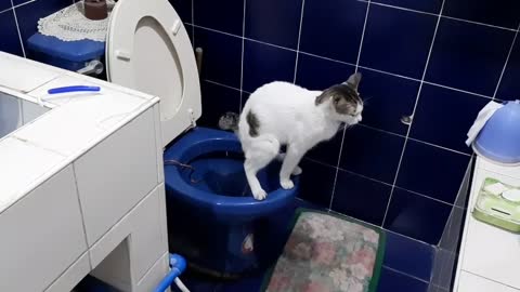 CAT POOPS ON TOILET BOWL