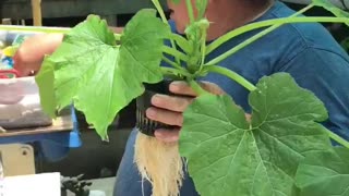 Wholesome Dad Tending to Hydroponic Garden